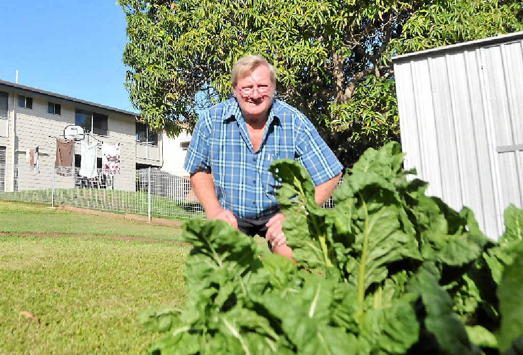 PLANTING SEEDS: John Phillips looks over his silverbeet as he plots what he would do if he was mayor for the day. PLANTING SEEDS: John Phillips looks over his silverbeet as he plots what he would do if he was mayor for the day.